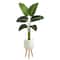 5ft. Travelers Palm Plant in White Planter with Stand
